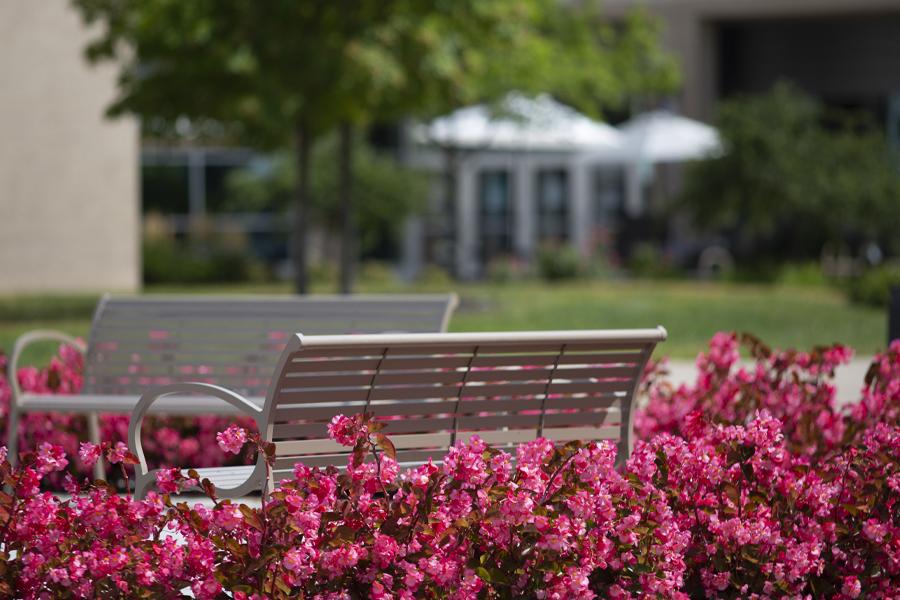 An empty bench is surround by pink flowers.