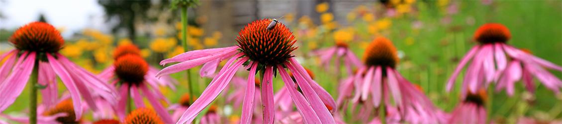 足彩平台 FPM flowers with insect