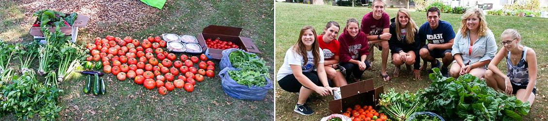 Students harvesting crops