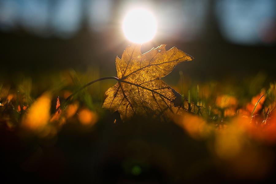 The sun shines over a leaf on the ground.