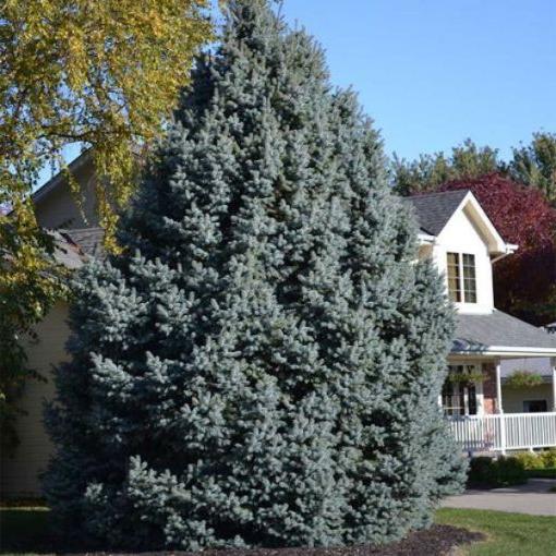 Colorado Blue Spruce